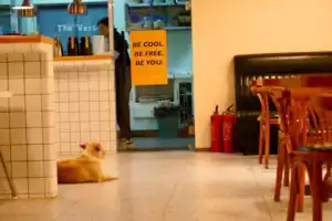 pet friendly cafe hua hin